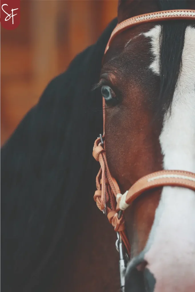 articulos para caballos en descuento