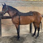 Crioterapia Corvejones ConComfort