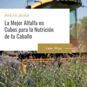alfalfa en cubos para engordar caballos
