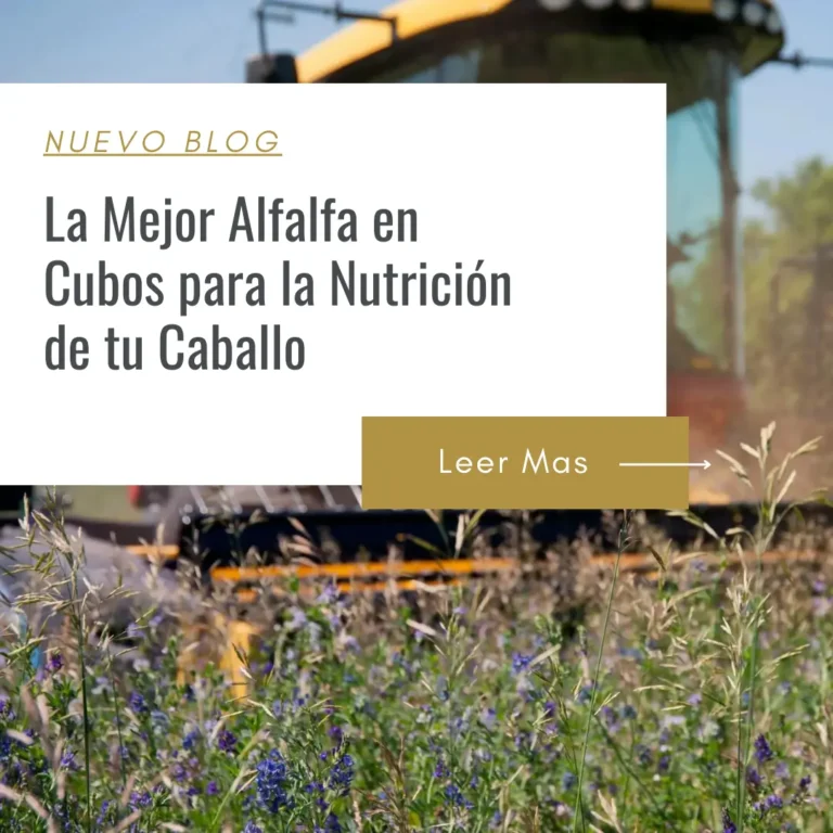 alfalfa en cubos para engordar caballos
