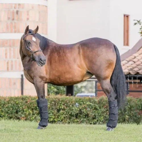 precio de vendas crioterapia equina colombia