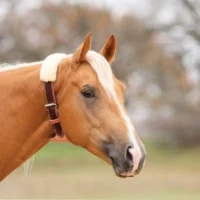 comprar collar de ahogo