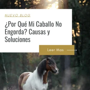 como engordar un caballo rapido