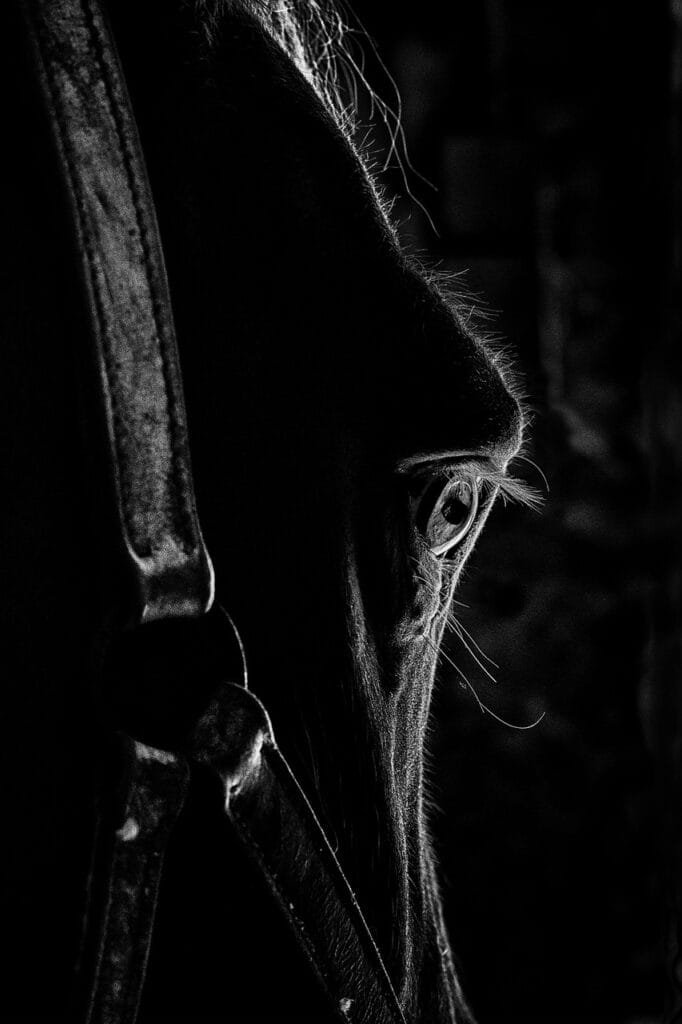 ojos de caballos
