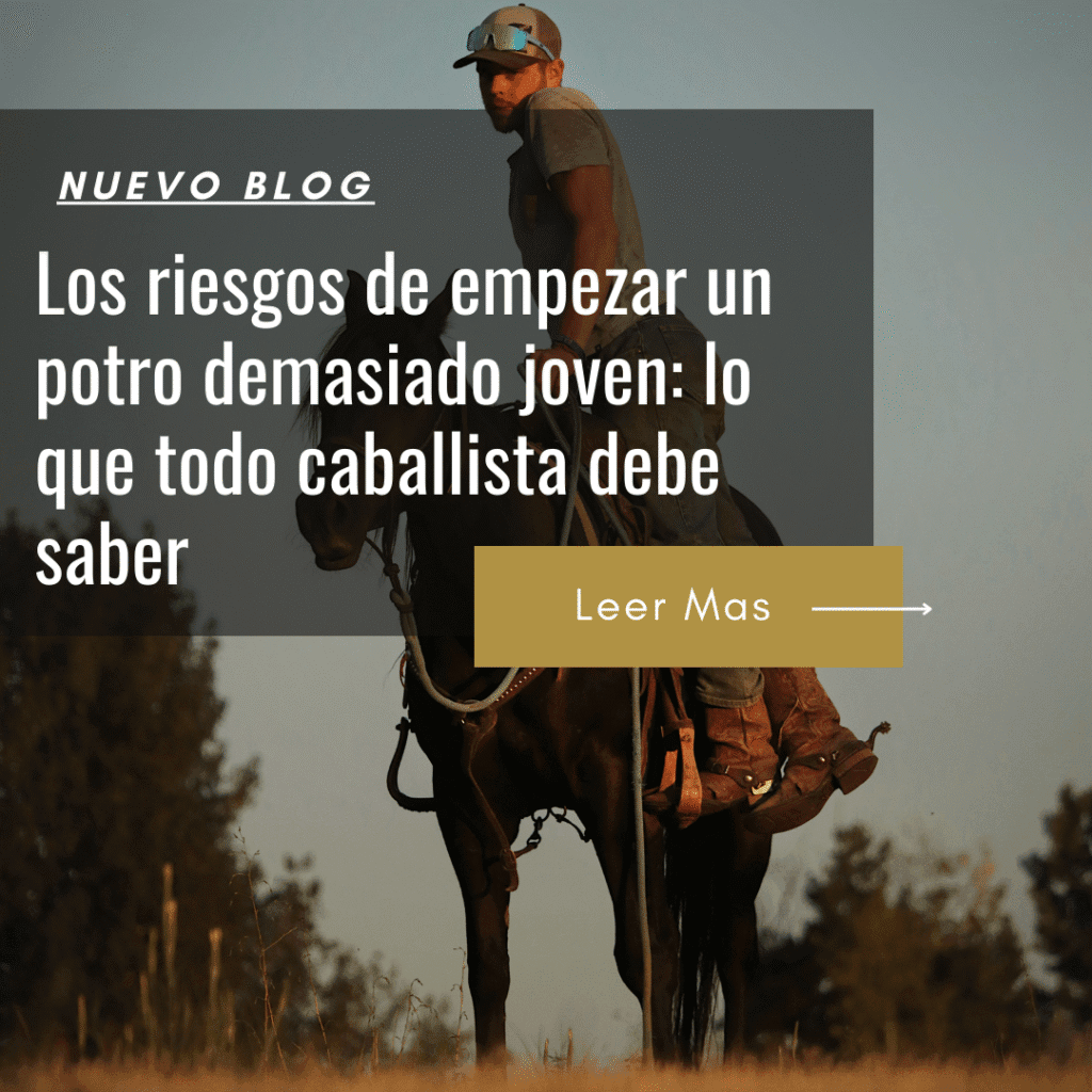 ¿A qué edad se recomienda la primera monta de un potro?