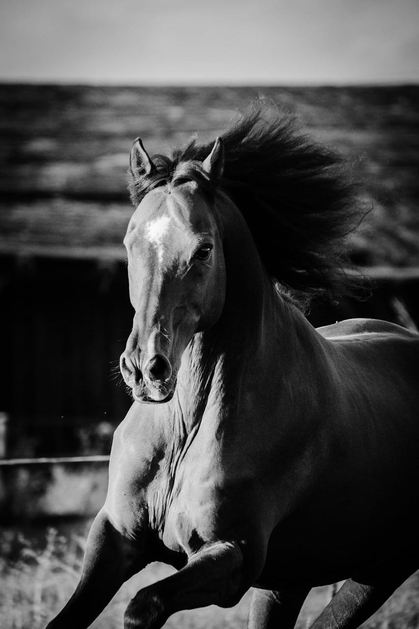 horse, running, galloping, running horse, galloping horse, equine, mammal, animal, ride, trot, movement, brown horse, meadow, nature, grass, field, black and white, monochrome, horse, running horse, running horse, running horse, running horse, running horse, galloping horse, galloping horse