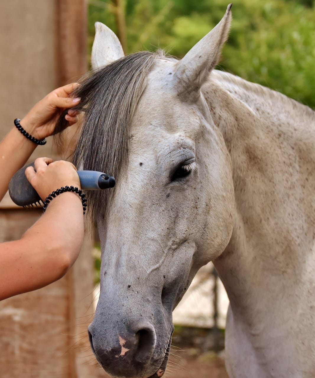 horse love, horse, clean, brush, to brush, curry, horse brush, clean horse, nature, mould, maintenance, animal