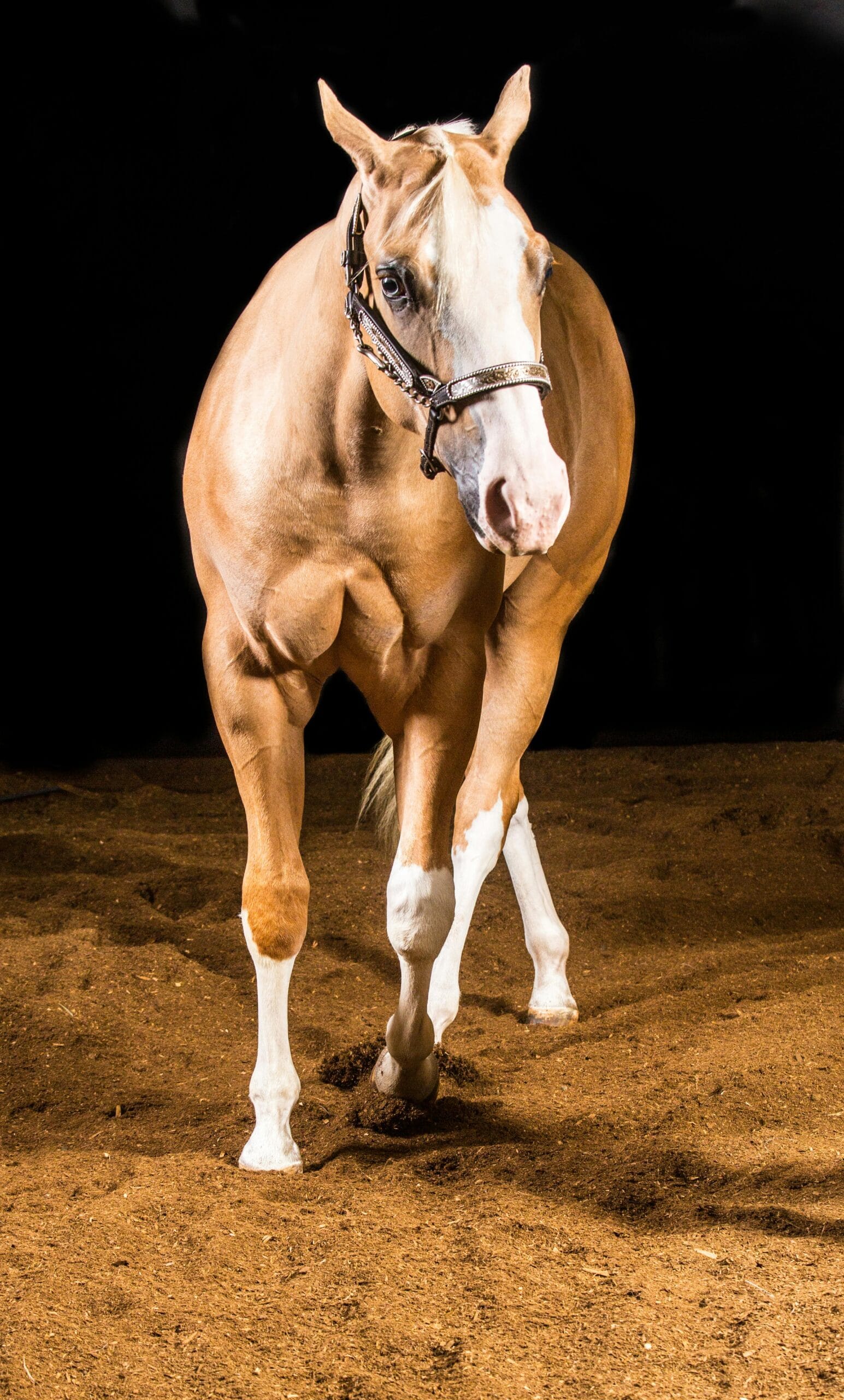 vitaminas para aumentar masa muscular en caballos