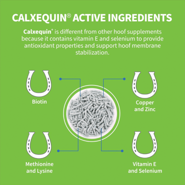 vitaminas para los cascos de caballos