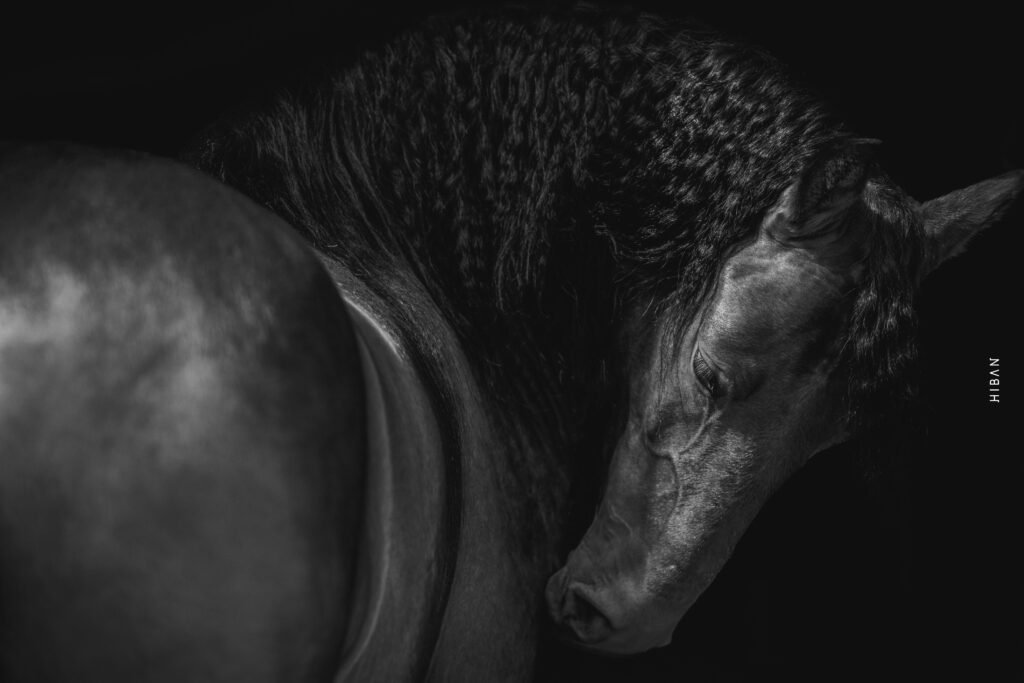 caballo criollo colombiano