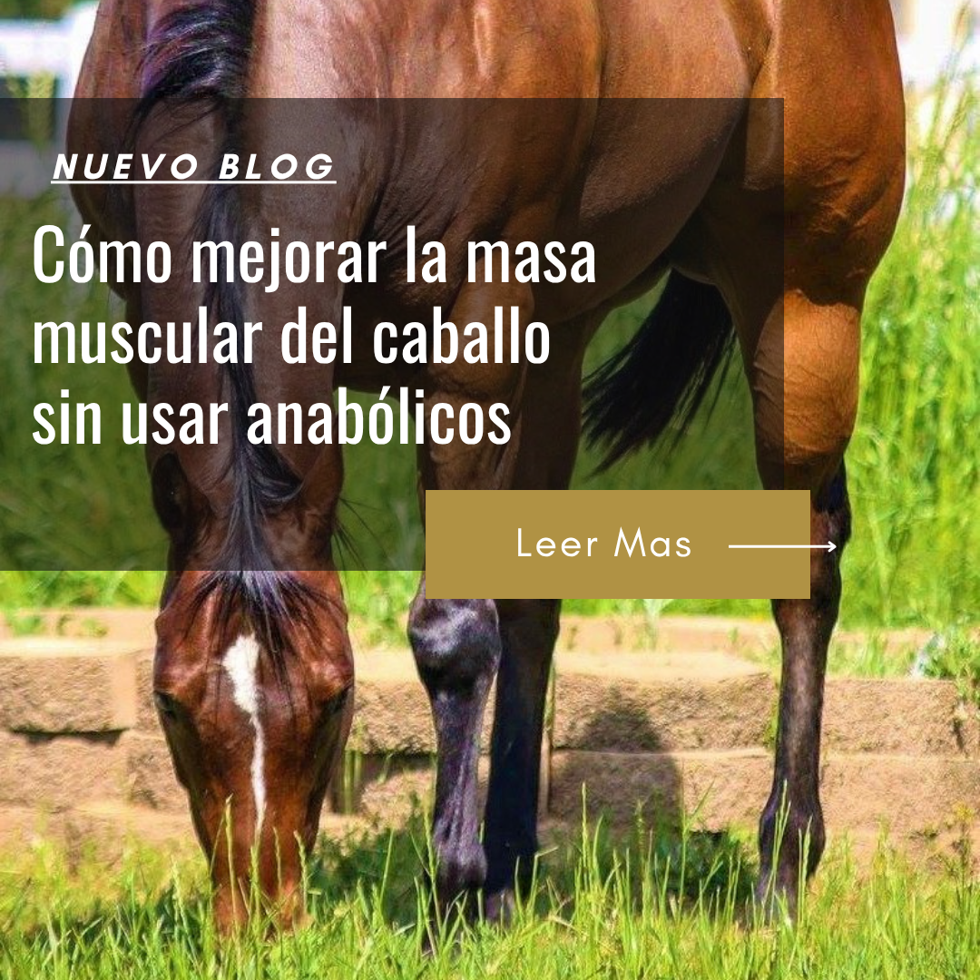 vitaminas y suplementos para ganar masa muscular en caballos
